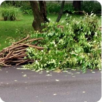 Brush Collection in Concord Township Ohio